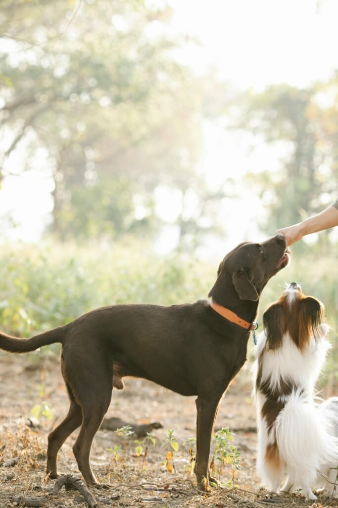 Two dogs, one larger and dark brown, and the other smaller with white and brown fur. Both dogs are standing outdoors, with the smaller dog standing on its hind legs while the larger one sniffs or licks the hand of a person reaching out to them. The setting appears to be a sunlit, natural environment.