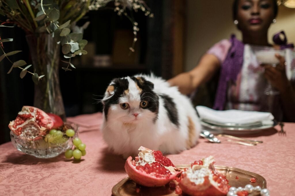 Calico cat sitting on a table near pomegranate and grapes, with a woman in the background holding a drink.