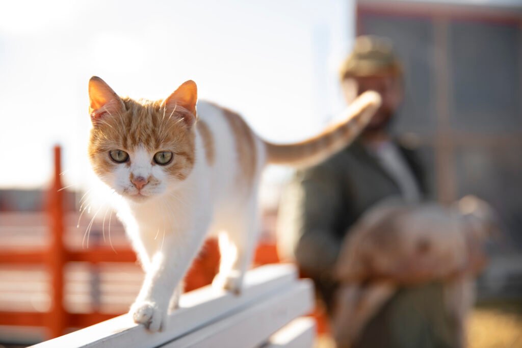 a cat walking on a bench