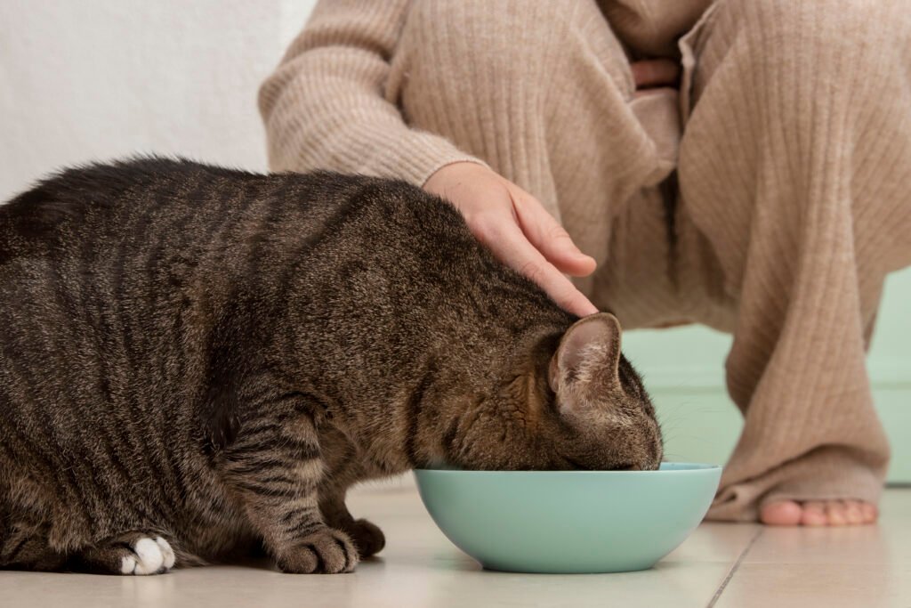 a cat is eating food with a girl