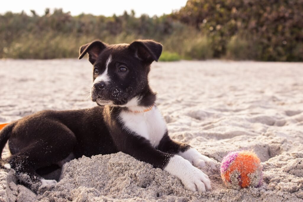 a dog lying on sand with a ball