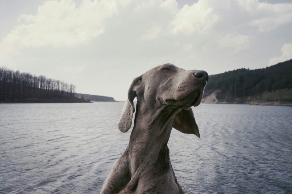 a dog standing in front of a body of water