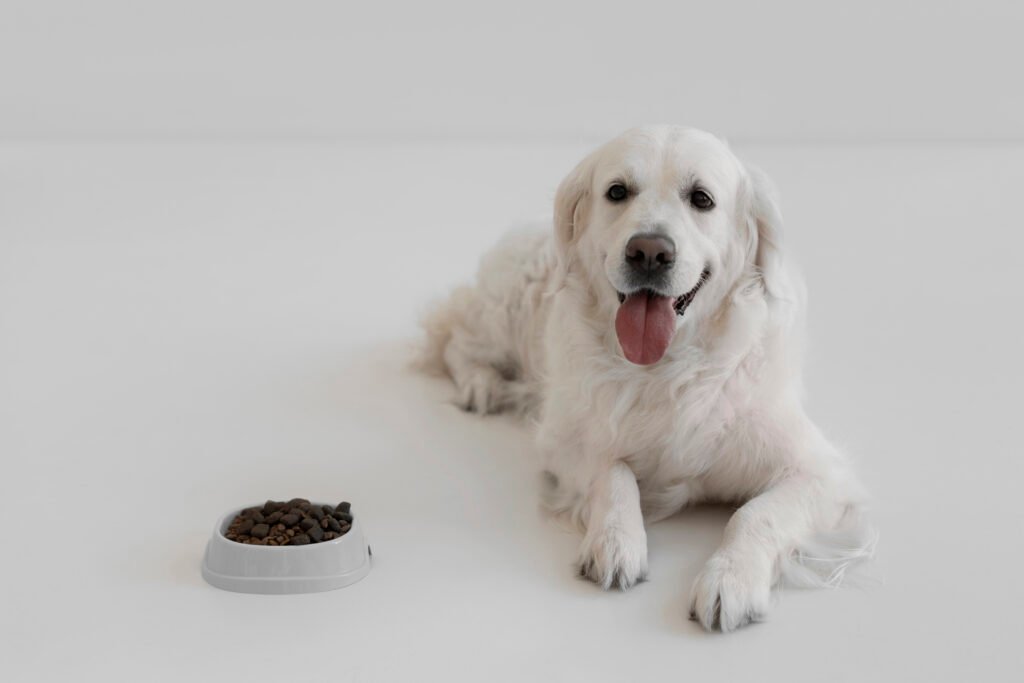 a white dog with his food