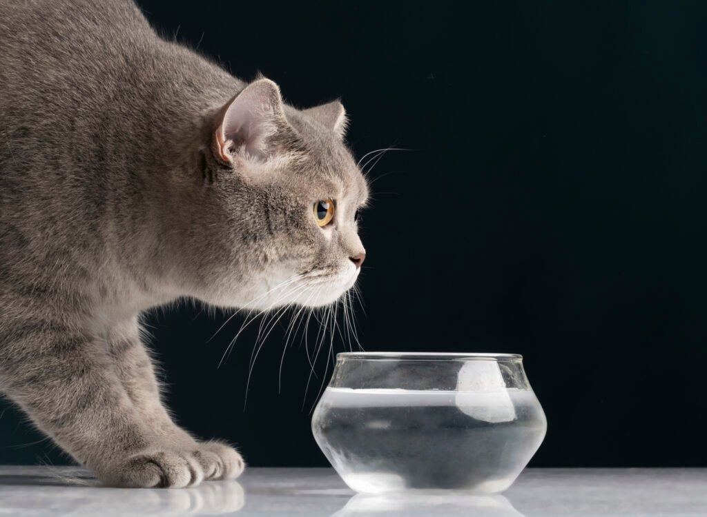 cat not drinking water