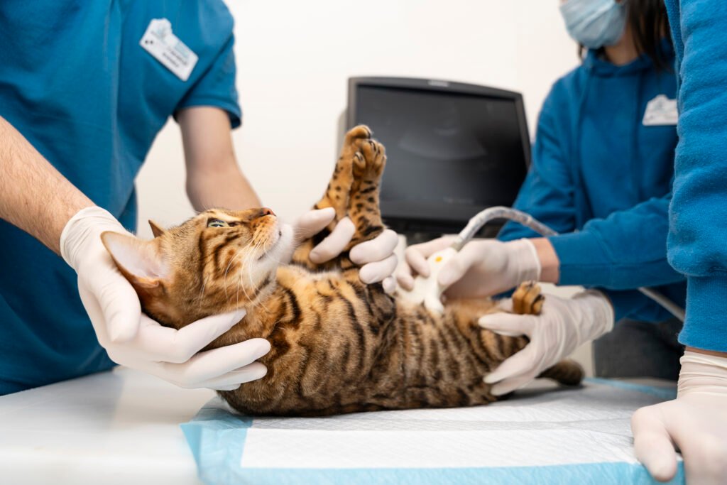 A cat with a striped coat lying on its back on a veterinary examination table. Two gloved veterinarians, one in a blue shirt and the other partially visible, are gently holding the cat and performing an ultrasound examination.