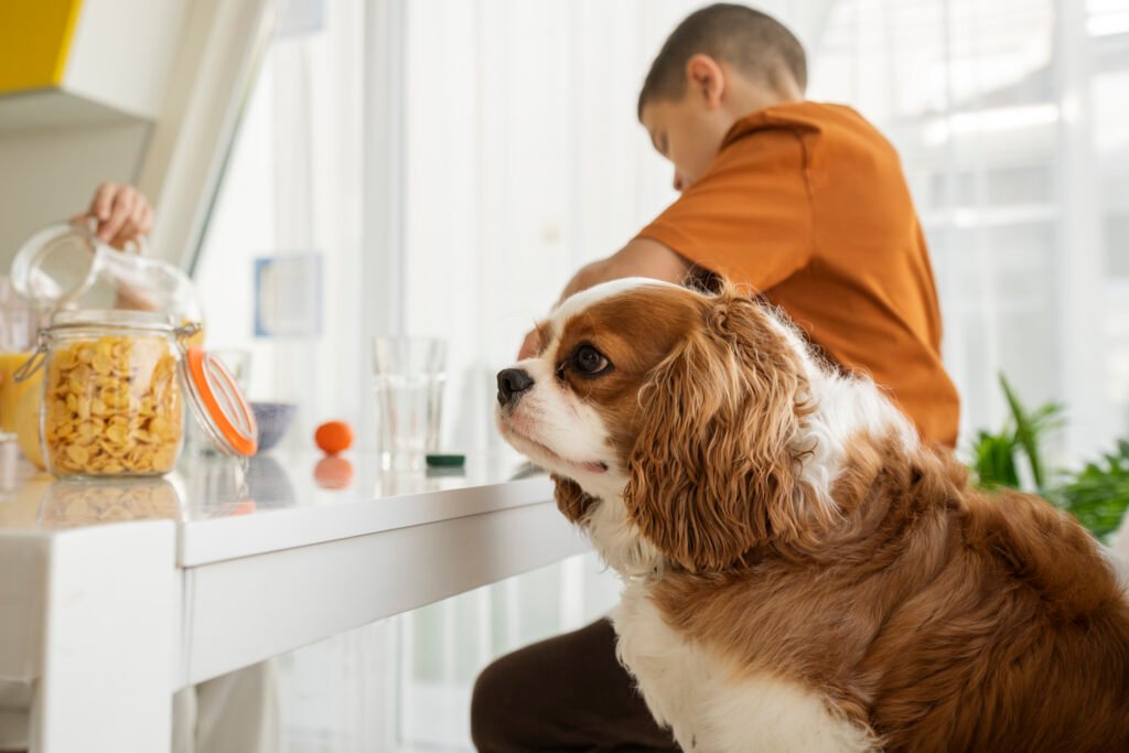 a dog is looking at the food and a boy is sitting behind him