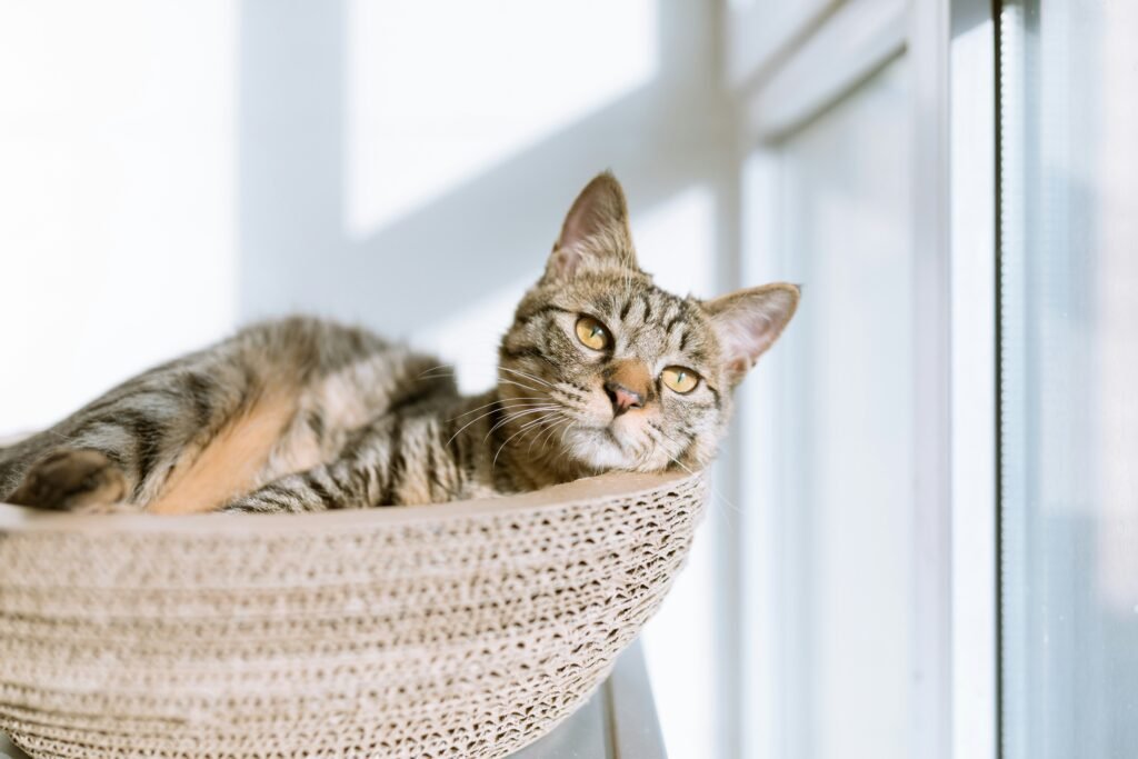 A tabby cat lounges in a textured, light-colored cat bed near a sunlit window. The cat has a relaxed expression, with its eyes partially closed and ears perked up. Sunlight streams through the window, casting soft shadows.