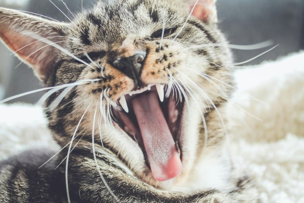 Close-up of a tabby cat yawning, showing its sharp teeth and curled tongue. The background is blurred, focusing attention on the cat's expressive face. Light appears soft, highlighting the cat’s fur texture and whiskers.