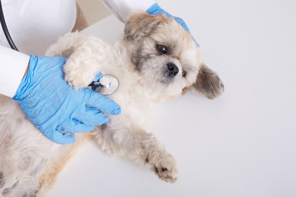 a dog being checked by a doctor