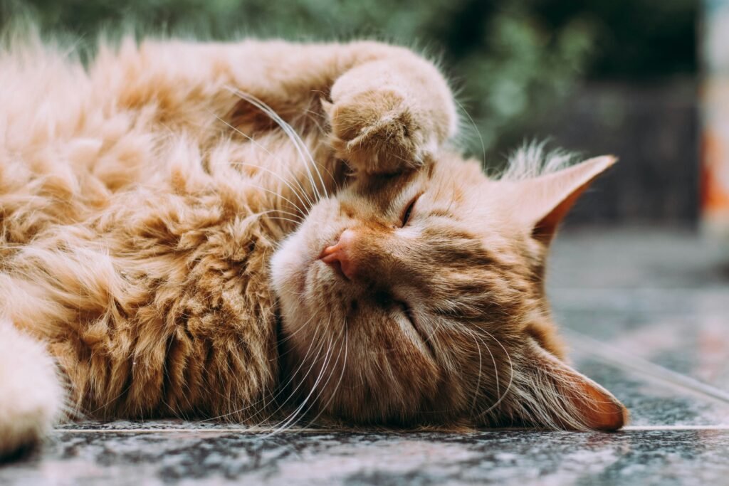 a cat lying on its back