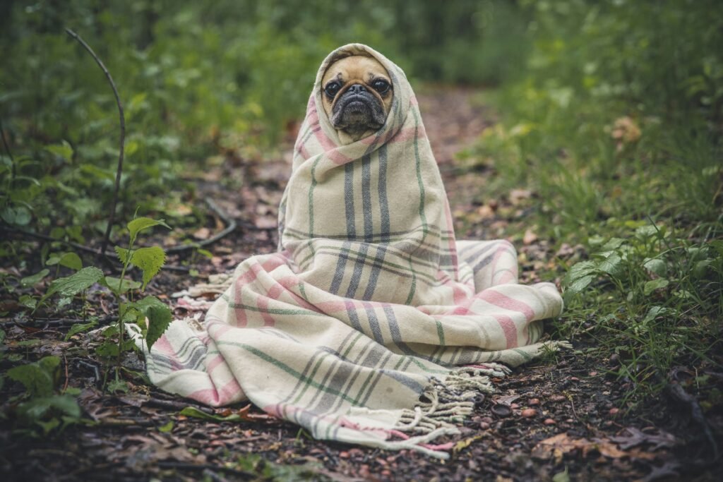 a dog wrapped in a blanket