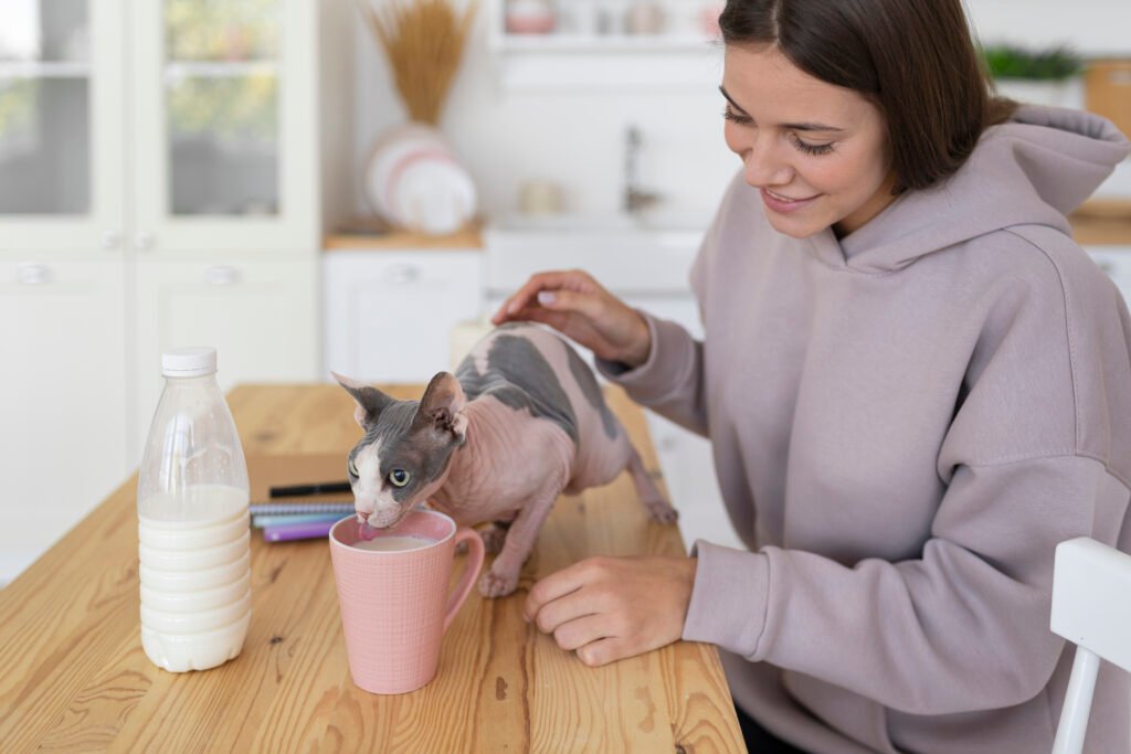 a girl is feeding a cat. and a cat is sitting on the table