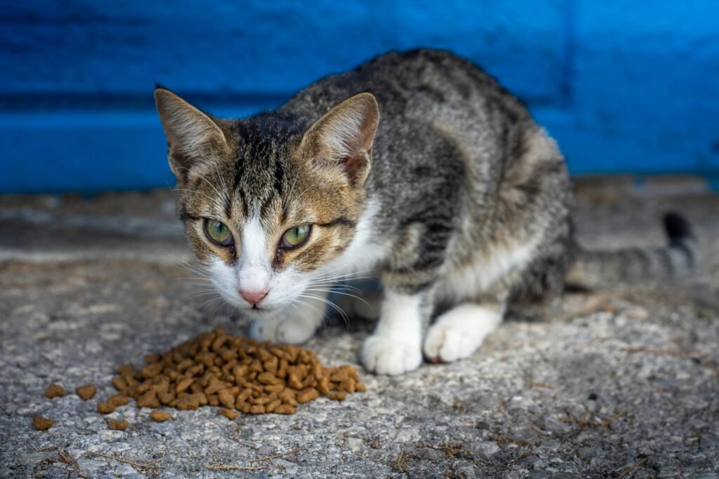 Cat food calculator wet and dry