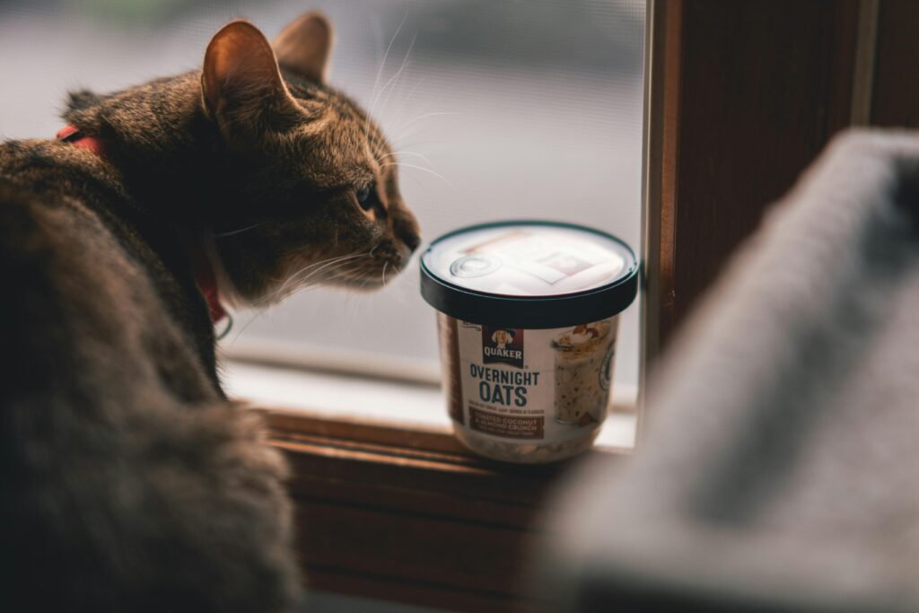 A brown tabby cat with a red collar is looking at a container of Quaker Overnight Oats placed on a windowsill. The scene is warmly lit by natural light coming through the window.