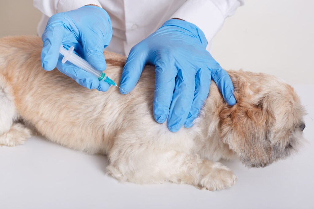 a person in gloves giving a dog a vaccination