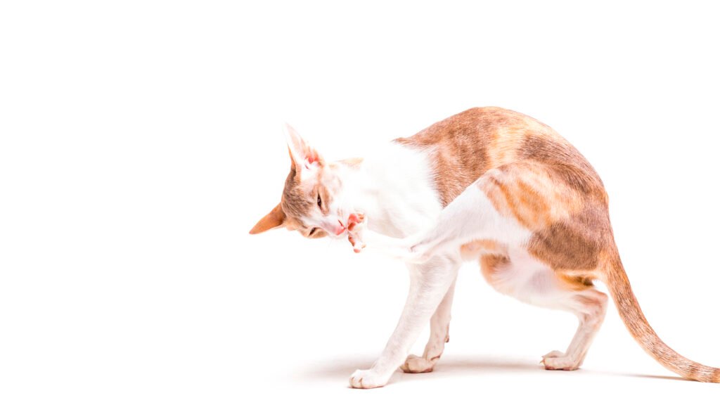 cat licking her paw on white background