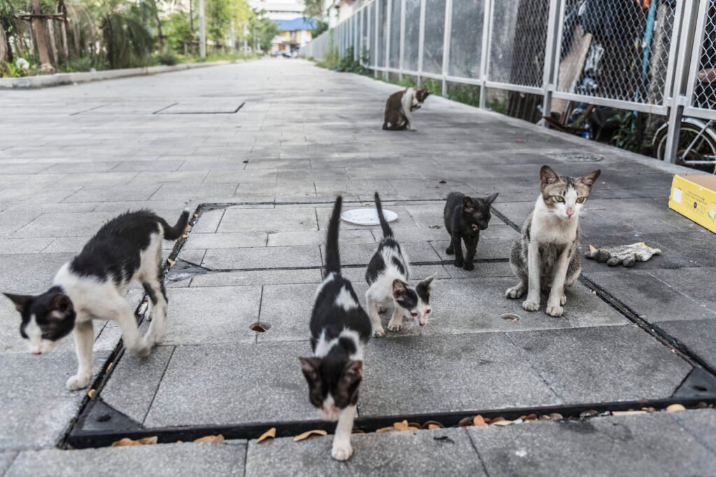 Group of cute street cats and kittens