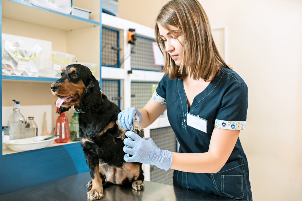 The medicine, pet care and people concept - dog and veterinarian doctor at vet clinic