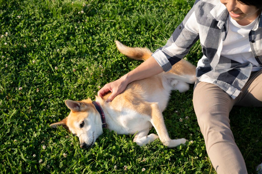 dog taking a walk